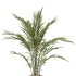 AV Indoor Plants Set 248 Pelagio Palm and Yucca Elephantipes and Cuban Cigar and Olive Elegant and Peace Lily - Thumbnail 4