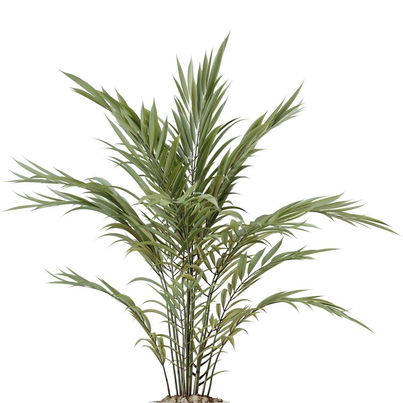 AV Indoor Plants Set 248 Pelagio Palm and Yucca Elephantipes and Cuban Cigar and Olive Elegant and Peace Lily Image 4