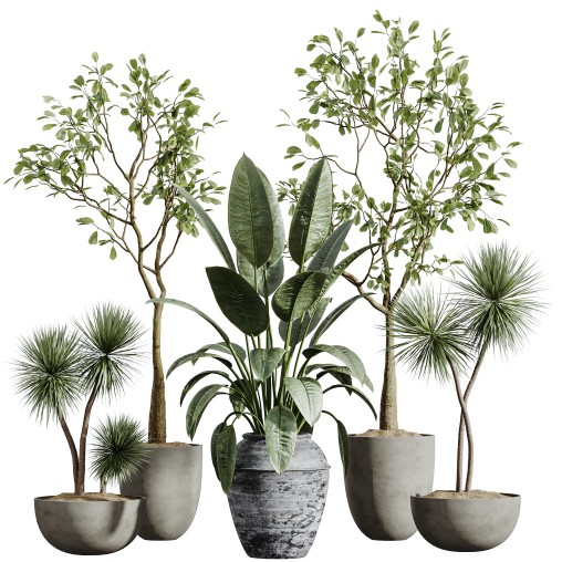 AV Indoor Plants Set 277 Ficus Elastica Beliza Tineke and Yucca Aloifolia Rostrata Palm and Japandi Ficus Dracaena Marginata