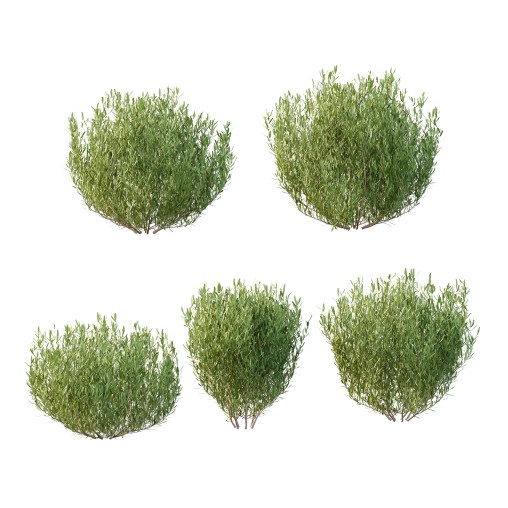 plant bush Lavandula pedunculata 01