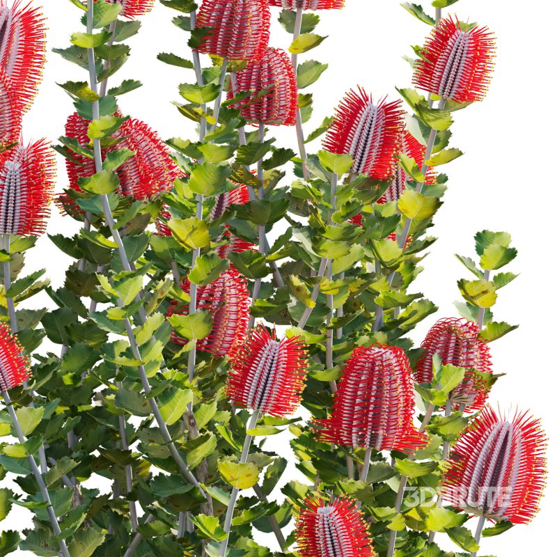 Scarlet Banksia – Banksia coccinea 01 Image 3