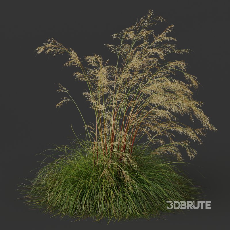 ntal grass set combines two iconic and highly architectural species known for their graceful movement and seasonal texture. Image 5