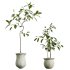 AV Indoor Plants Set 270 Japandi Ficus Dracaena Marginata and Yucca Aloifolia Rostrata and Olive Tree - Thumbnail 3