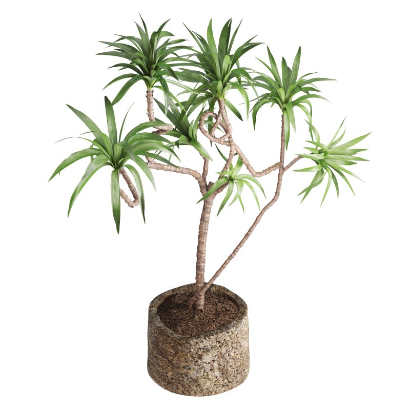 Indoor Plant Yucca Image 4