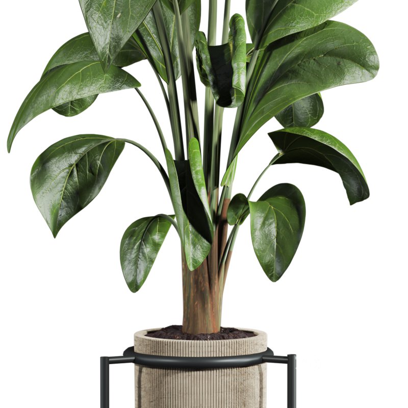 potted plant Image 3