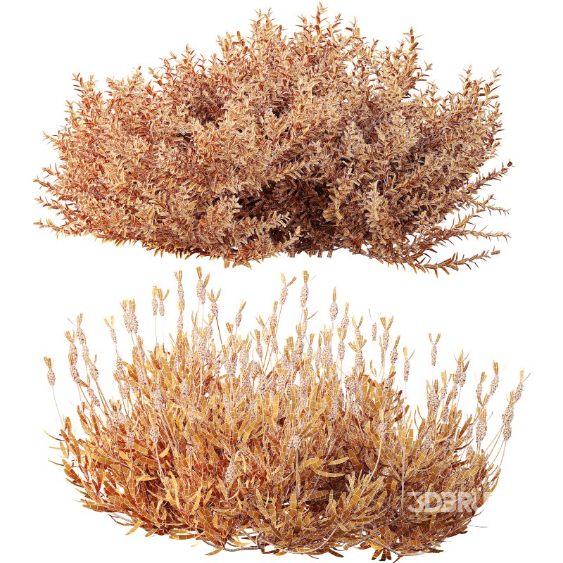 AV spring bushes Lavandula Pedunculata Atlantica Stoechas Subpedunculata and Fruticosa Coastal Rosemary Image 12