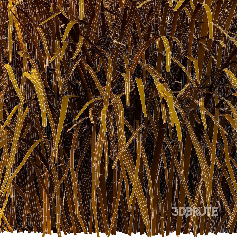 Carex Elata Aurea Grass 03 Image 7