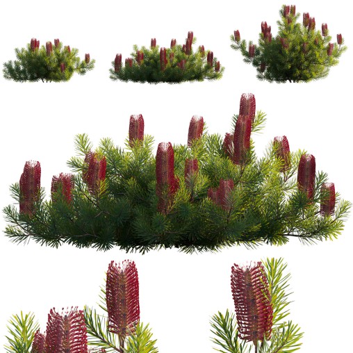 Banksia spinulosa – Hairpin Banksia 03