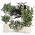 Indoor_plant_set_with_plant_tree_concrete_dirt_vase - Thumbnail 5