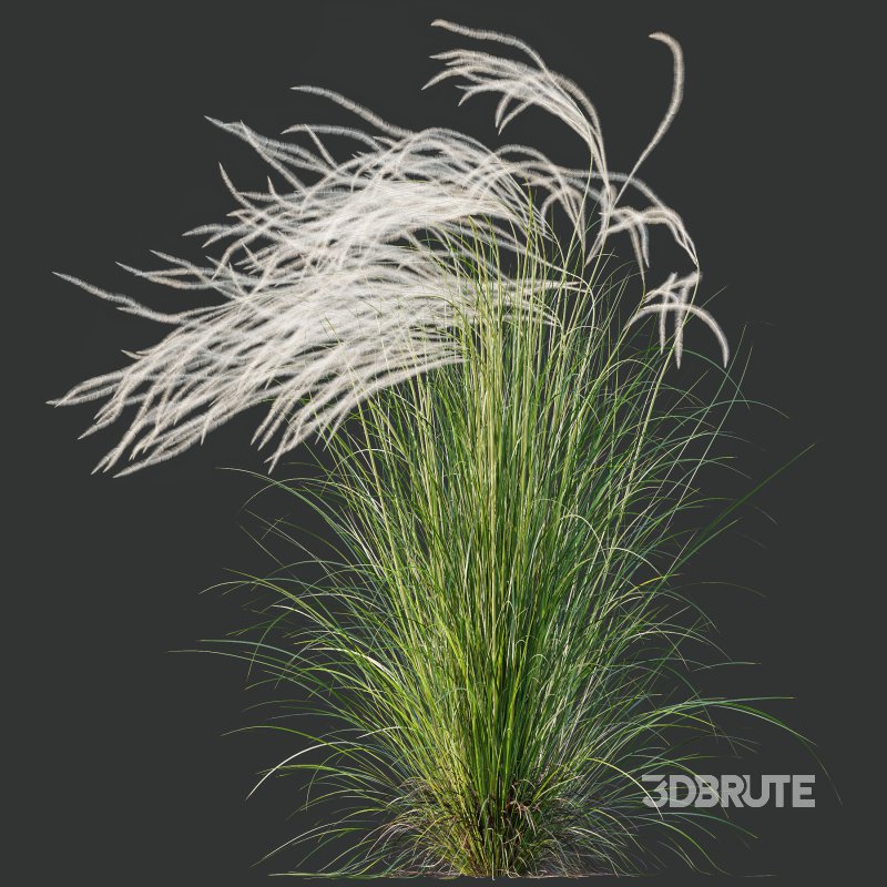 ntal grasses that elevate any exterior or landscape visualization with their delicate motion and architectural grace. This set features two species renowned for their feather-like texture and dynamic forms: Image 1