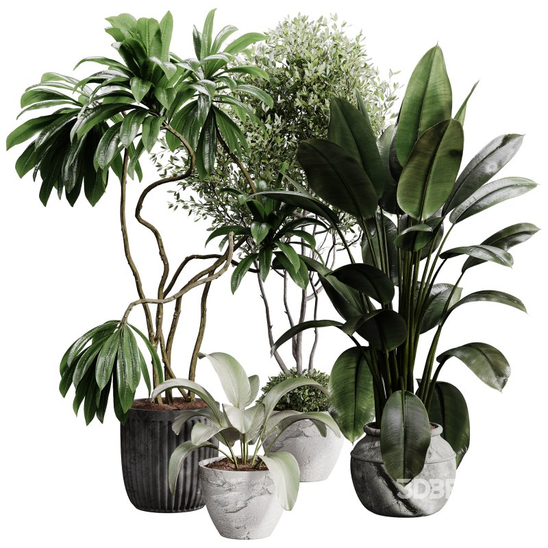 indoor plants 108 – plant collections in pot Image 6