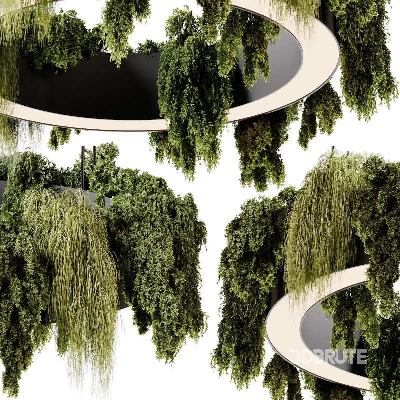 indoor plants 92- Hanging indoor plant Image 1