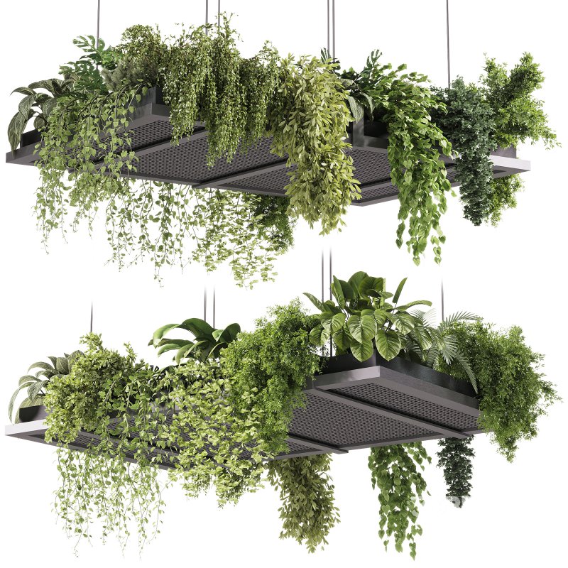 indoor plants – 51 Hanging indoor plant Image 2