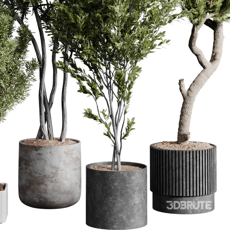 indoor plants 112 – plant collections in pot Image 2