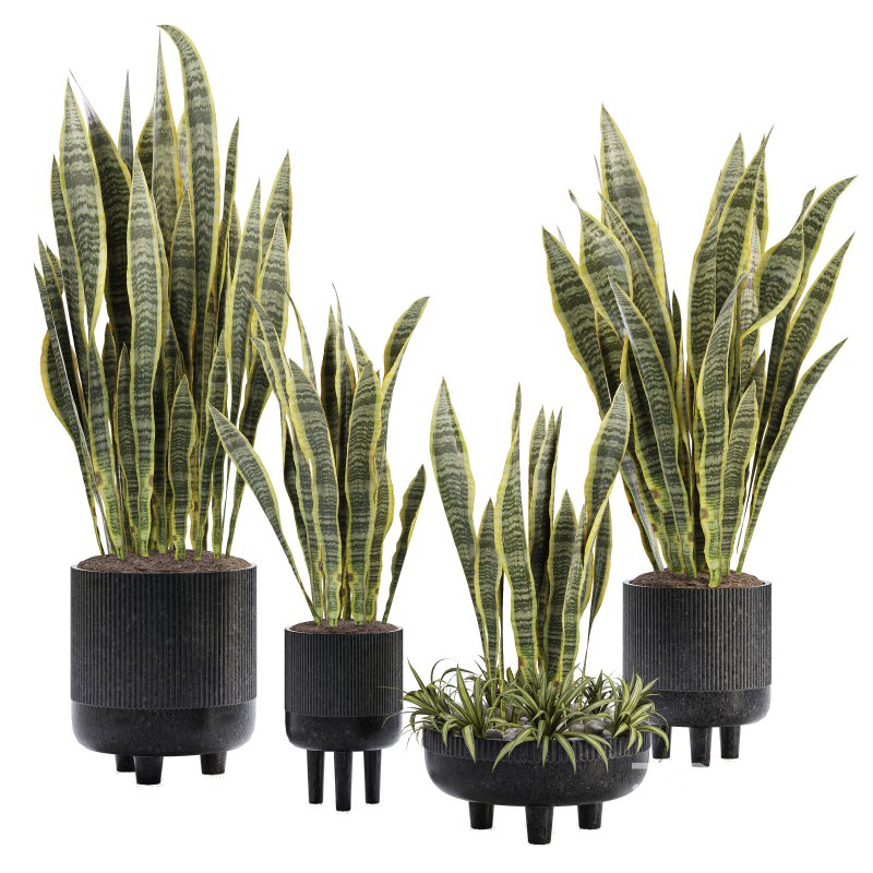 Indoor Plant 05-Sansevieria Plant Image 1