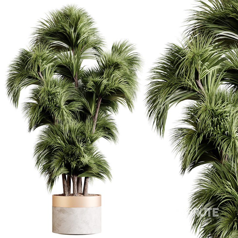 Indoor plants 86 – Plant in pot Image 3