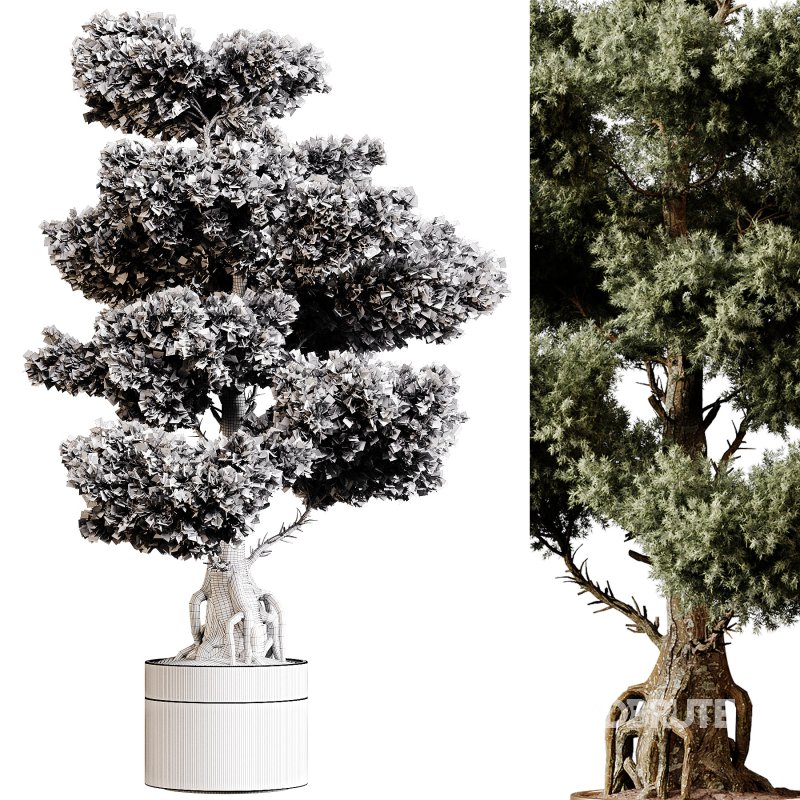 Indoor plants 83 – Plant in pot Image 3