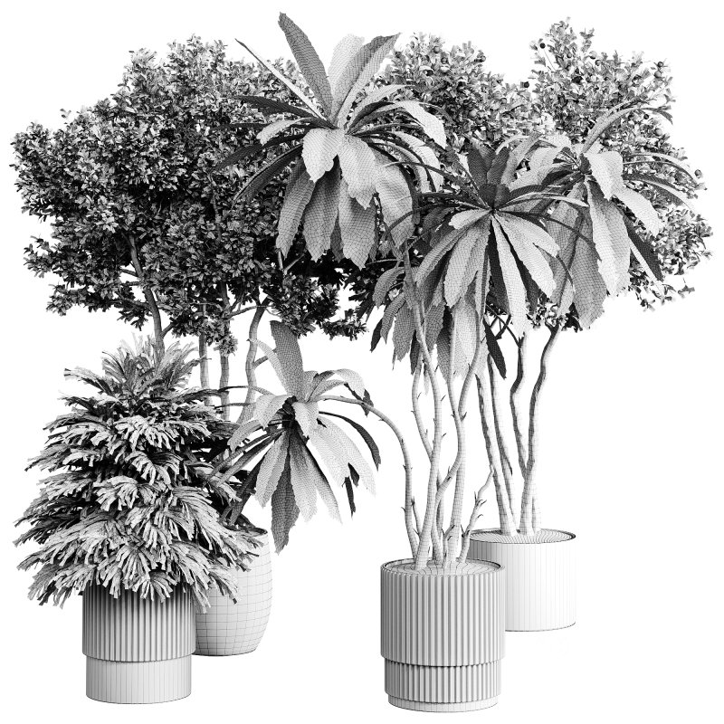 indoor plants 111 – plant collections in pot Image 4