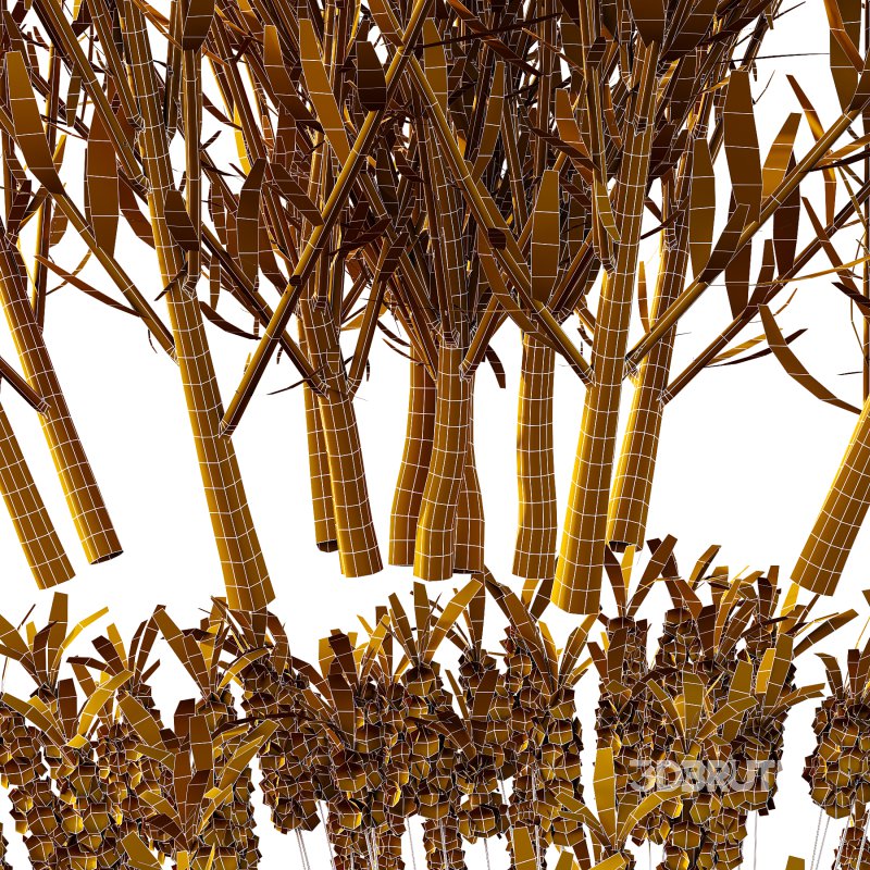 plant bush Flower Lavandula pedunculata 07 Image 7