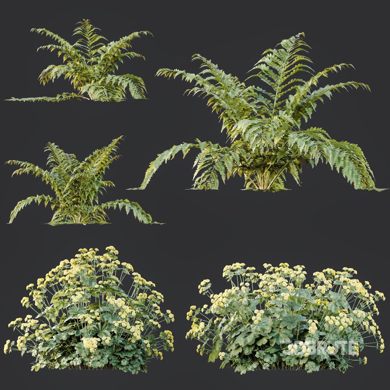 ntal gardens. It introduces a tender and romantic texture, ideal for rendering borders, wildflower beds, or traditional landscaping scenes. Image 11