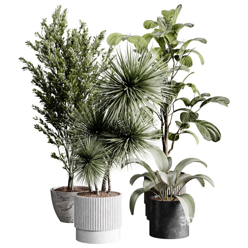 indoor plants 119 – plant collections in pot Image 4