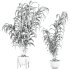 potted plants - Thumbnail 3