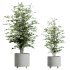 AV Indoor Plants Set 247 Ficus Indian and Hazel Erle and Yucca Elephantipes and Fan Palm - Thumbnail 4
