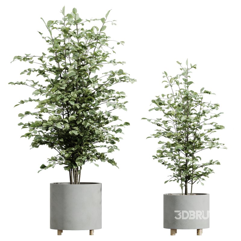 AV Indoor Plants Set 247 Ficus Indian and Hazel Erle and Yucca Elephantipes and Fan Palm Image 4