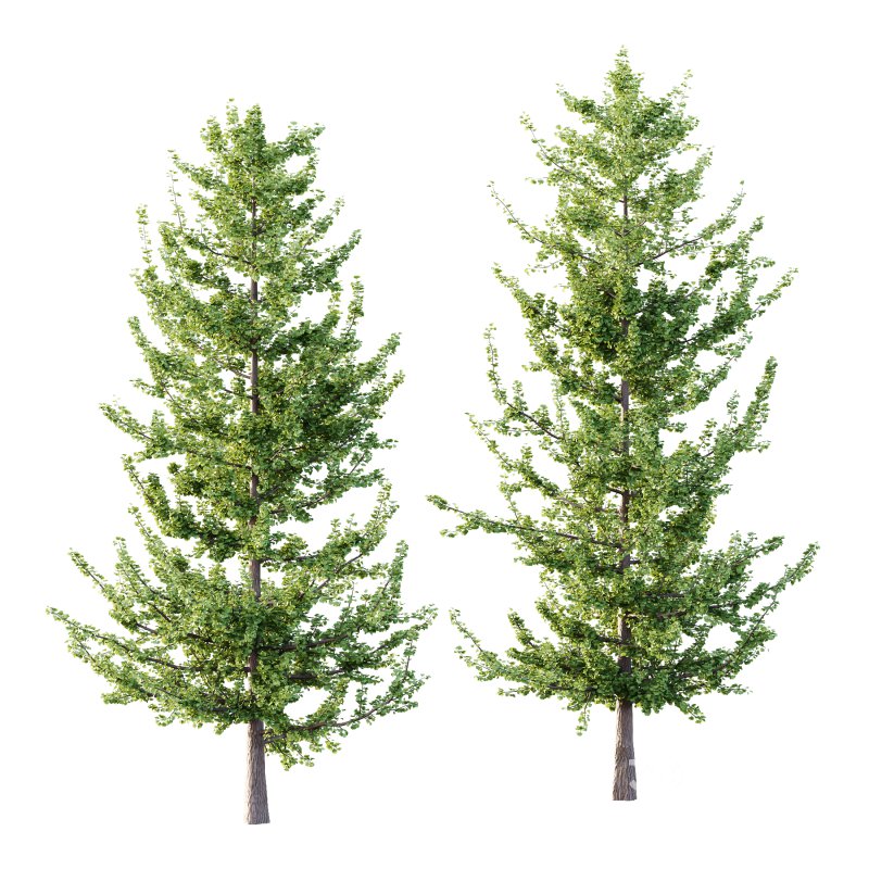 Maidenhair Ginkgo Biloba Tree 04 Image 1