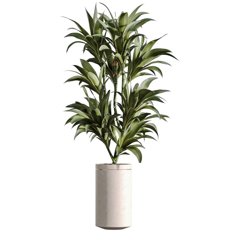 AV Indoor Plants Set 274 Olive Mission and Calathea Lutea and Lemon Lime Cane Dragon Image 4
