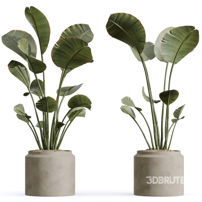 AV Indoor Plants Set 273 Banana Strelitzia Nicolai and Citrus Fruit Orange Tree and Japandi Ficus Dracaena Marginata Image 3