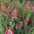 Scarlet Banksia – Banksia coccinea 02 - Thumbnail 6
