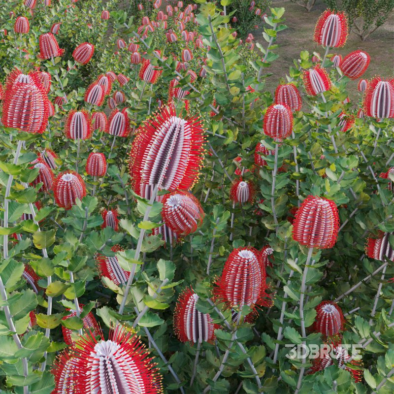 Scarlet Banksia – Banksia coccinea 02 Image 6