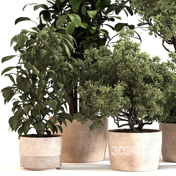 Indoor Plant Set 0152 Image 2