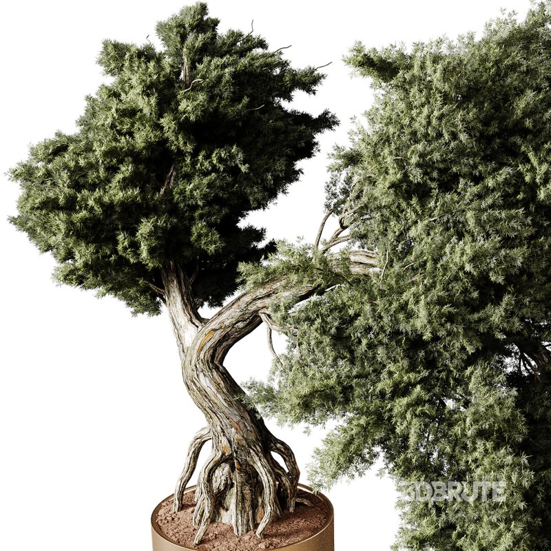 Indoor plants 82 – Plant in pot Image 1