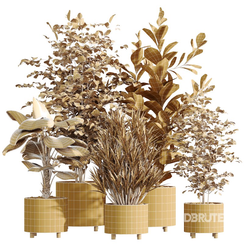 AV Indoor Plants Set 247 Ficus Indian and Hazel Erle and Yucca Elephantipes and Fan Palm Image 5