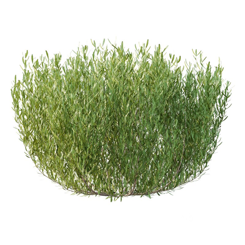 plant bush Lavandula pedunculata 02 Image 3