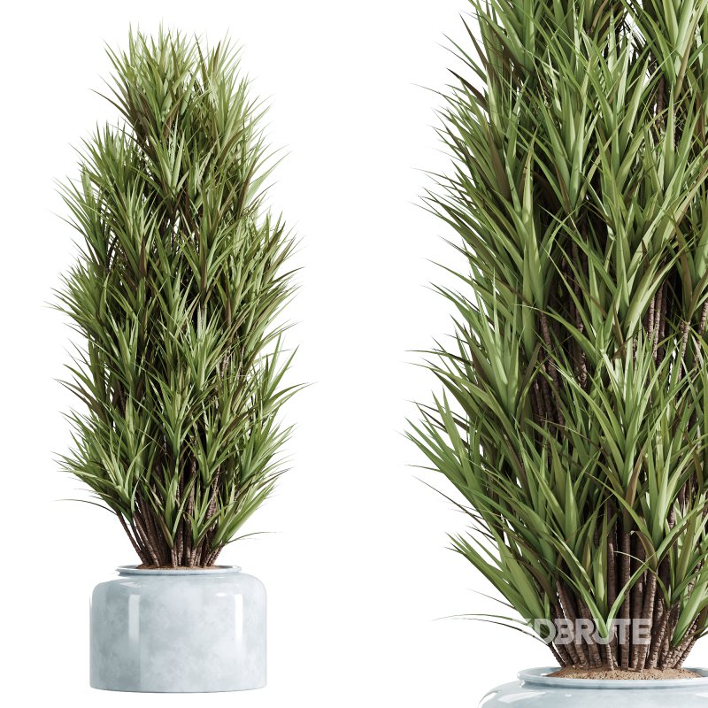 AV Indoor Plants Set 248 Pelagio Palm and Yucca Elephantipes and Cuban Cigar and Olive Elegant and Peace Lily Image 3