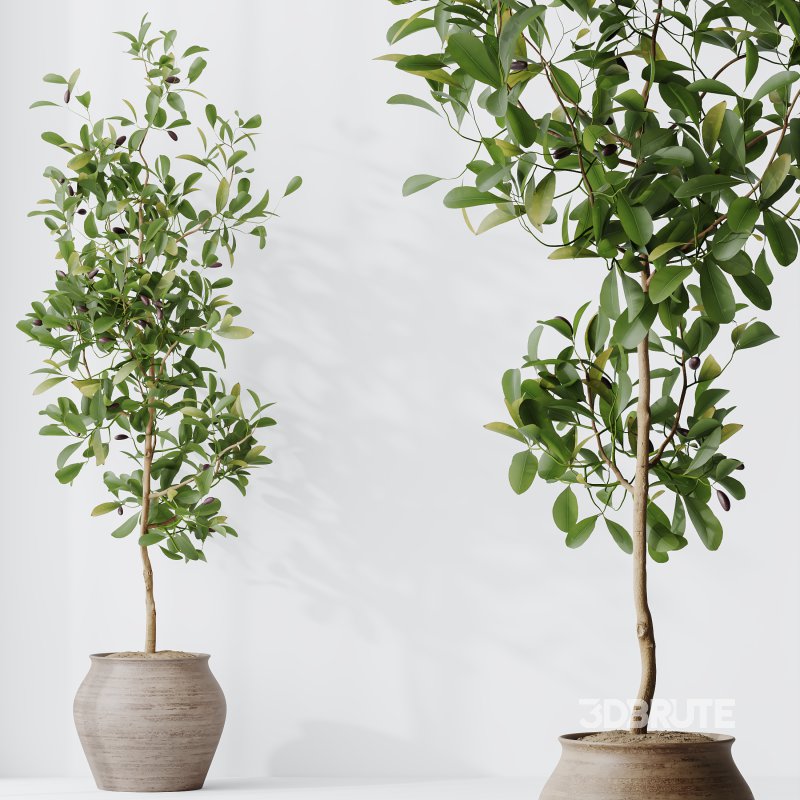 AV Indoor Plants Set 258 Olive Eucalyptus and Palm Paradise and Dracaena and Briful Image 6