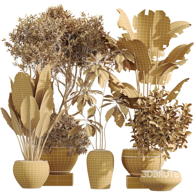 ntal variety of the classic Olea europaea, known for its soft silvery foliage and dense canopy. Native to Spain, this olive cultivar exudes Mediterranean charm and timeless refinement in both contemporary and rustic interiors. Image 11