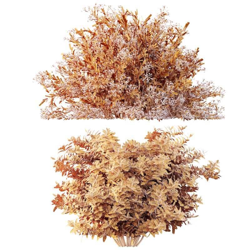 ntal landscapes, where they are prized for year-round texture and subtle seasonal shifts in leaf color. Image 5