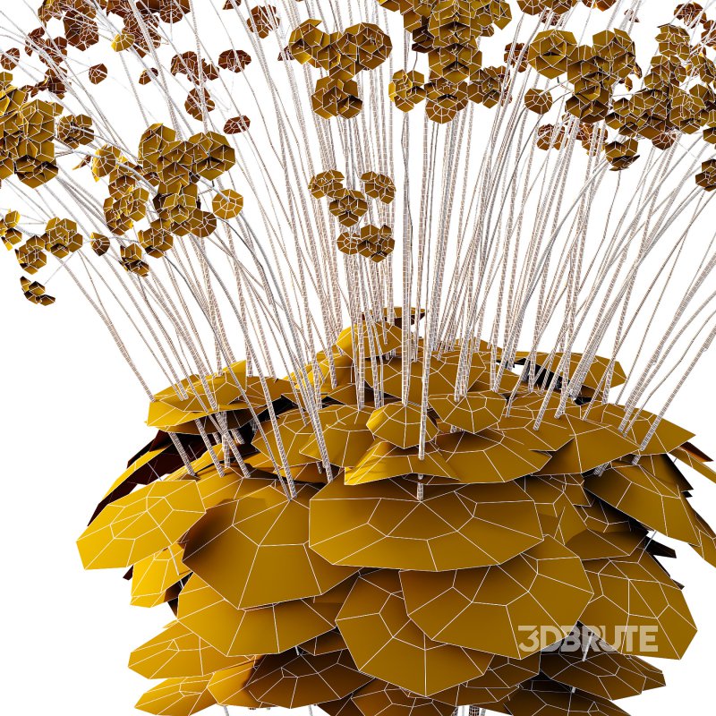 Fagus Grandifolia Tree 11 Image 4