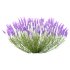 plant bush Flower Lavandula pedunculata 07 - Thumbnail 4