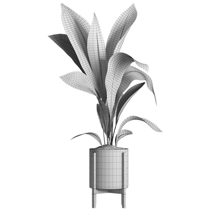 indoor plant 042 Image 5