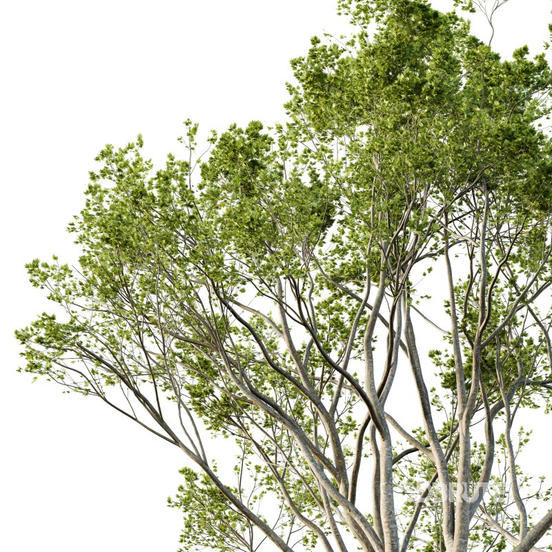 Acer Pseudoplatanus spring trees 03 Image 2