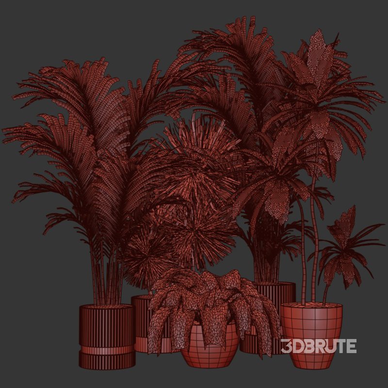 Indoor Plants collection – 71 Plants in pot Image 2