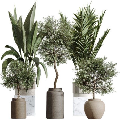AV Indoor Plants Set 276 Olive Elegant Mission and Banana Strelitzia Nicolai and Areca Palm