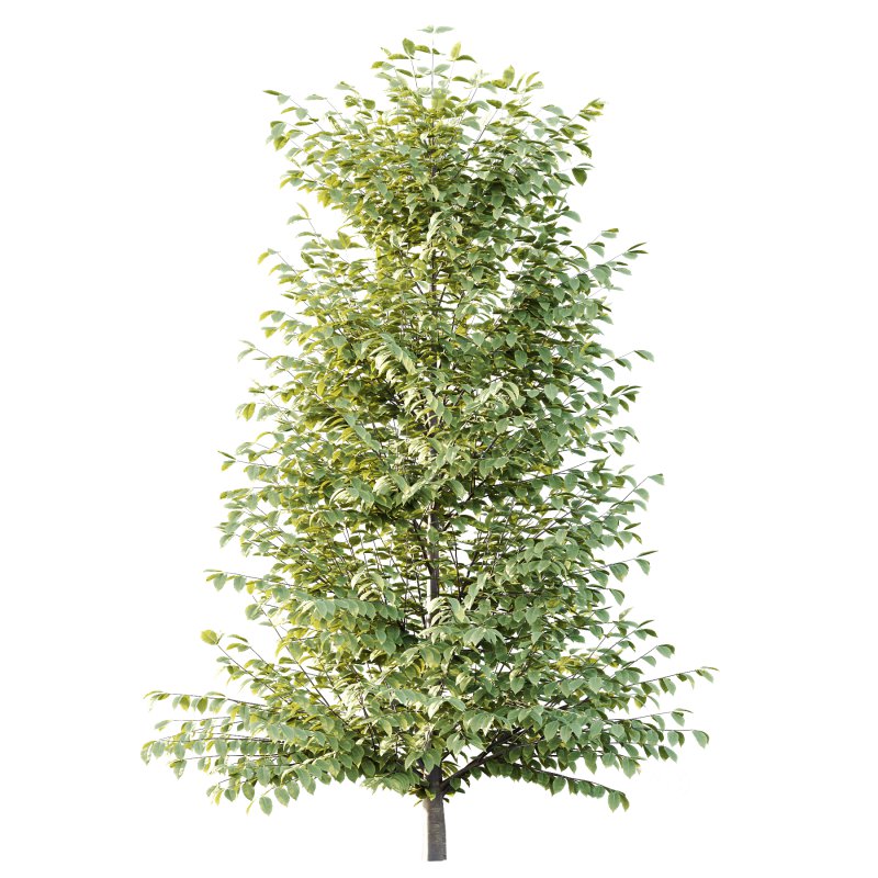 Fagus Grandifolia Tree 04 Image 7