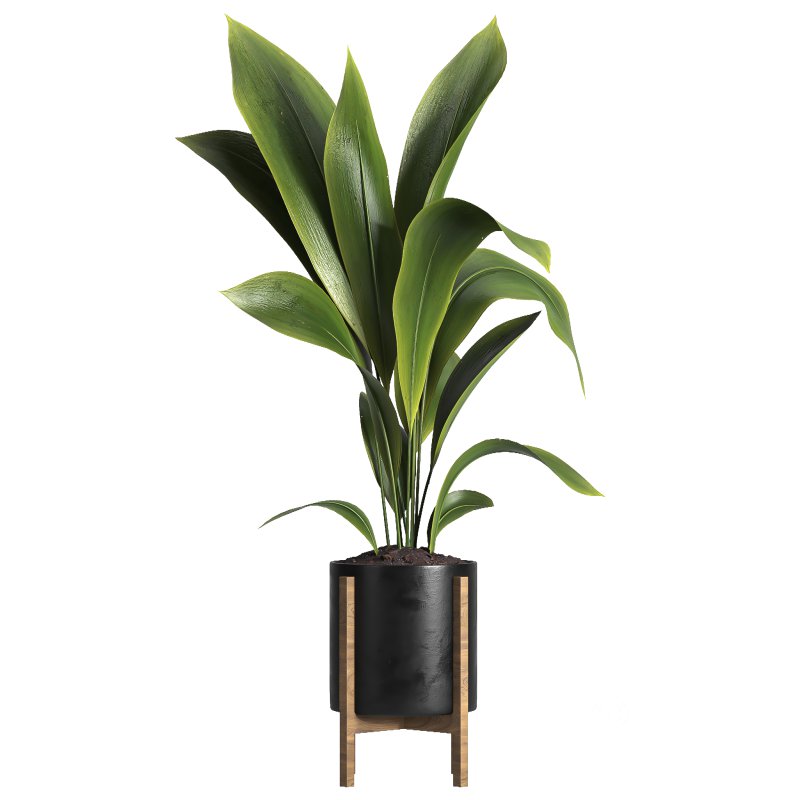 indoor plant 042 Image 3