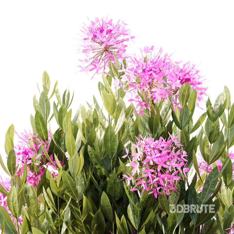 AV Colorful spring bushes Rhododendron Shrub Arboreum and Ixora Jasmine Gardens Chinese Image 1